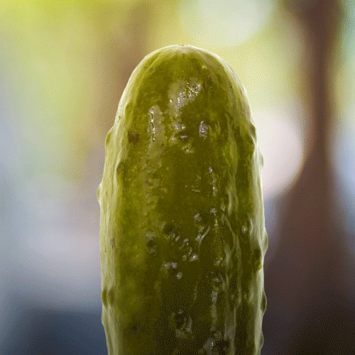 Pickle GIF.