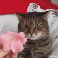 Funny cat GIF - Find on GIFER