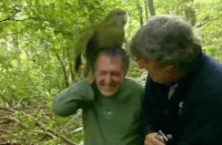 kakapo gif