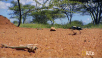 Lizard Digging Gif Lizard GIFs - Get the best gif on GIFER