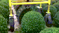 Hedge GIFs - Get the best gif on GIFER