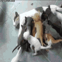 Zerg GIFs - Get the best gif on GIFER