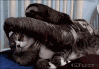 a14456af32aadf8b5b1cc5303abb371e_w200.gif