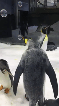 mean penguin gif