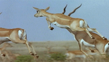 Springboks Day Animation Springboks GIFs - Get the best gif on GIFER