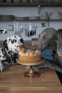 Nmmm Dog GIF - Nmmm Dog Eating - Discover & Share GIFs