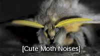 Moth Sound Animation Moth GIFs - Get the best gif on GIFER