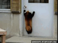Springen GIFs - Get the best gif on GIFER