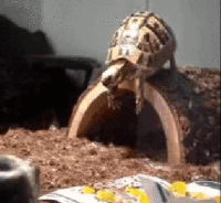 Head in the sand GIFs - Get the best gif on GIFER