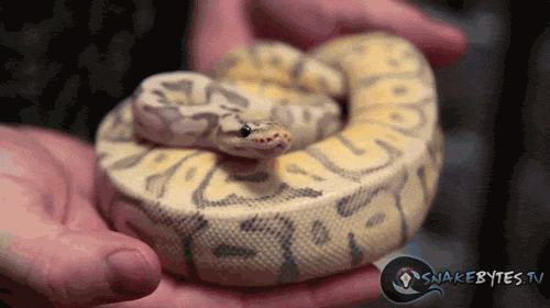 gaping-gifs-obtenez-le-meilleur-gif-sur-gifer