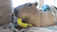 Capybara Minecraft GIF - Capybara Minecraft Qsmp - Discover & Share GIFs