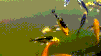 Koi GIFs Get the best gif on GIFER