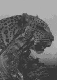 Leopard GIFs Get The Best Gif On GIFER leopard-gifs-get-the-best-gif-on-gifer