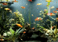 Fishious Rend Gif Fishes GIFs - Get the best gif on GIFER