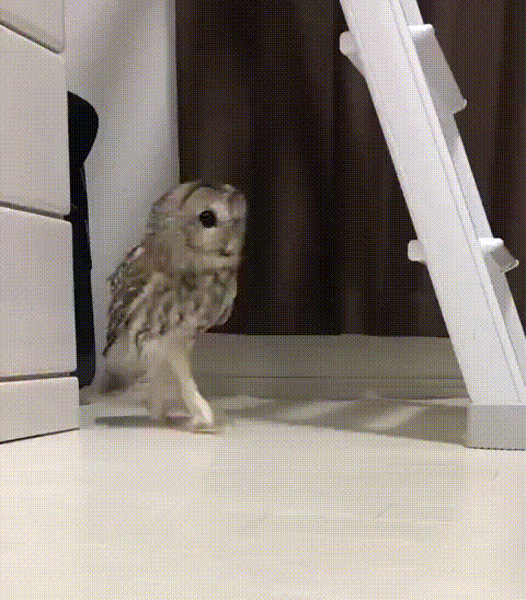Night Owl Gifs Get The Best Gif On Gifer