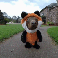 Funny Dog GIF - Funny Dog Costume - Discover & Share GIFs
