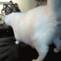 Cat twerk GIF - Conseguir o melhor gif em GIFER