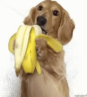 Eating banana GIFs - Hole dir die besten GIFs auf GIFER