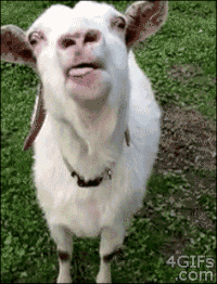 Goat GIFs - Get the best gif on GIFER