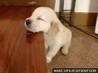 Puppy GIFs - Get the best gif on GIFER