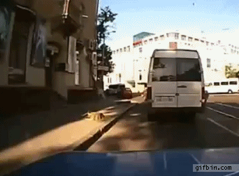 Bangbus GIFs - Get the best gif on GIFER