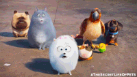 GIF secret life of pets, best animated GIFs free download 