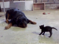 b39c0ca76228d337f704fe99bee13798_w200.gif