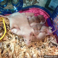 Raton GIFs - Get the best gif on GIFER