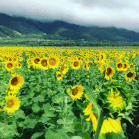 Sunflower GIFs - Get the best gif on GIFER
