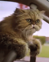 Driving cats GIF - Conseguir o melhor gif em GIFER