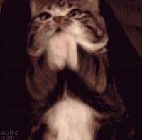 GIF thank you, thanks, gratitude, best animated GIFs cat, kitty, appreciate it, free download 