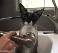 GIF kitchen, cat, shower, best animated GIFs sink, free download 
