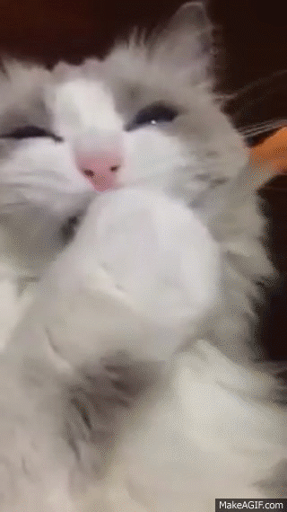 Кот стучит зубами. Белая кошка gif. кот с зубами гиф. мокрый кот гиф. мокрая кошка гиф.