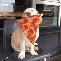 Dog love GIFs - Get the best gif on GIFER