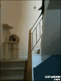 Downstairs GIFs - Get the best gif on GIFER