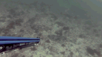Spearfishing GIFs - Get the best gif on GIFER