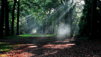 Forest GIF on GIFER - by Dothris