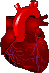 Human Heart Gif Images | Webphotos.org