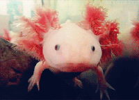 Axolotl GIF  Axolotl  Discover  Share GIFs
