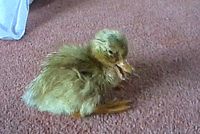 Утка гифки, анимированные GIF изображения утка - скачать гиф картинки ...