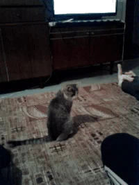 bc7e64577a39fc827abf019bc756c442_w200.we