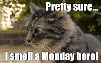 Monday morning GIFs - Get the best gif on GIFER