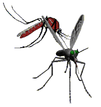Mosquito GIFs - Get the best gif on GIFER