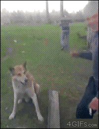 Cuddly GIFs - Get the best gif on GIFER