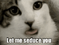 » The best animated GIFs on the internetFunny Cat GIFs  with Sound of Your Favorite Movies