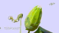 blooms-gifs-get-the-best-gif-on-gifer