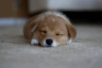 Dog Puppy GIF - Dog Puppy Cute puppy - Discover & Share GIFs
