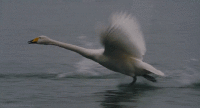 Swans GIFs - Get the best gif on GIFER