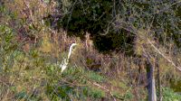 Куст GIFs - Get the best gif on GIFER