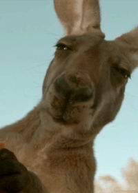 Кенгуру гифки, анимированные GIF изображения кенгуру - скачать гиф картинки  на GIFER